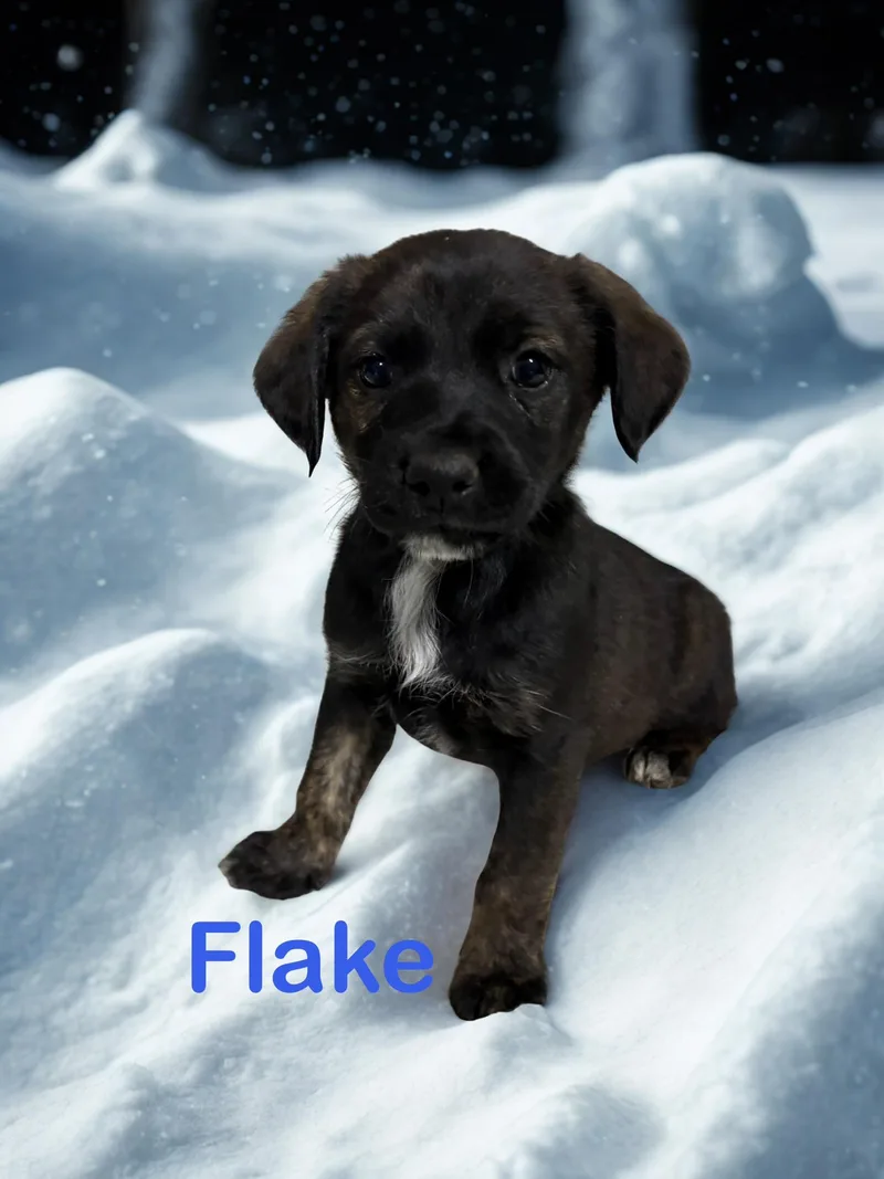 Flake thumbnail 5
