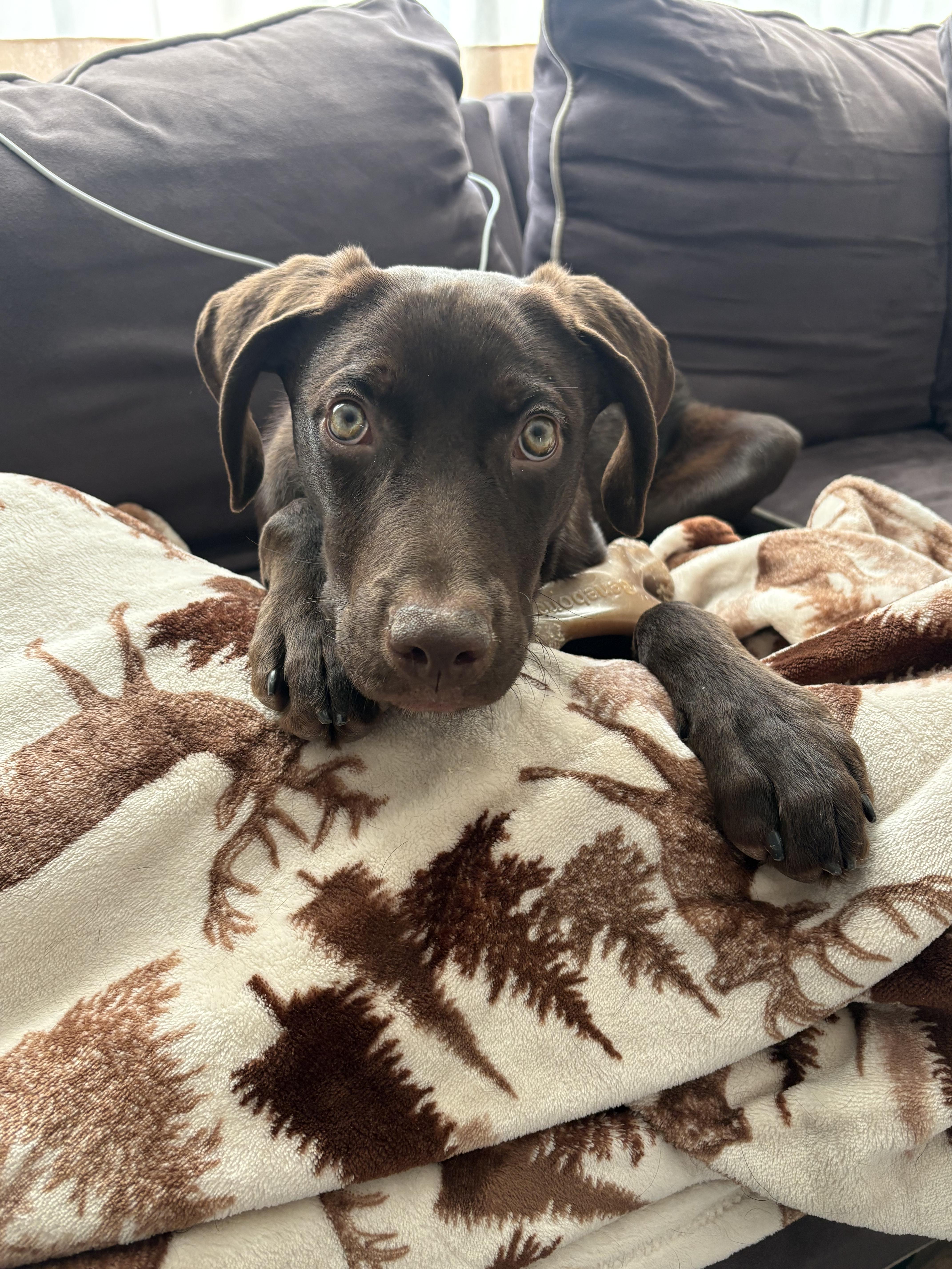 Frito Burrito thumbnail 4