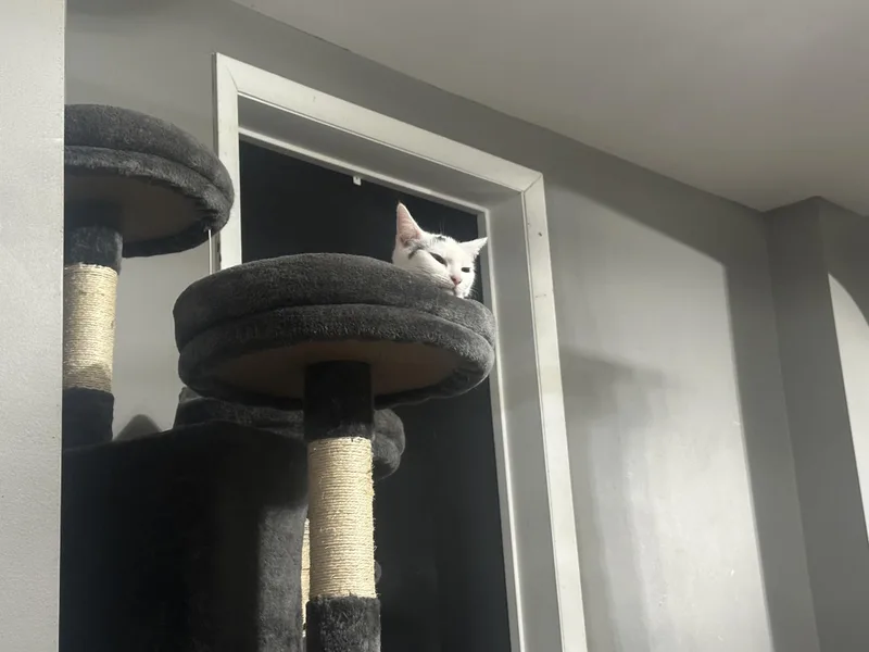 Mashed Potato thumbnail 2