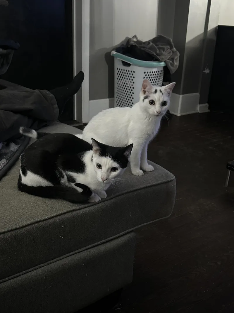 Mashed Potato thumbnail 3