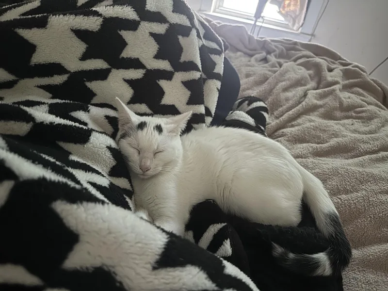 Mashed Potato thumbnail 4