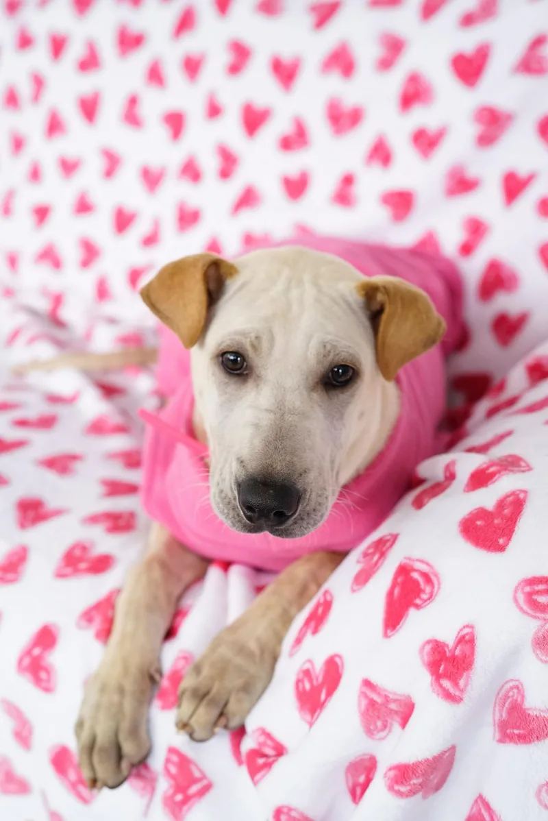 Pocahontas thumbnail 2