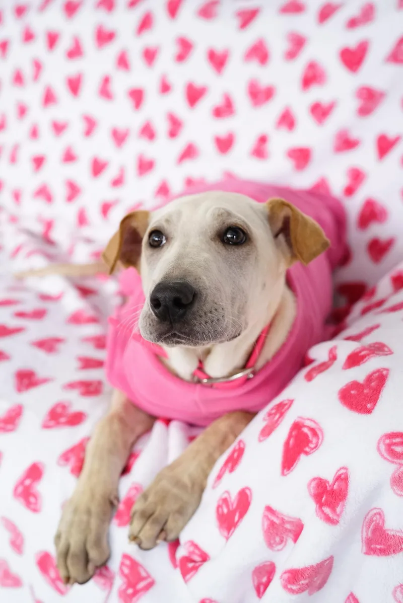 Pocahontas thumbnail 3