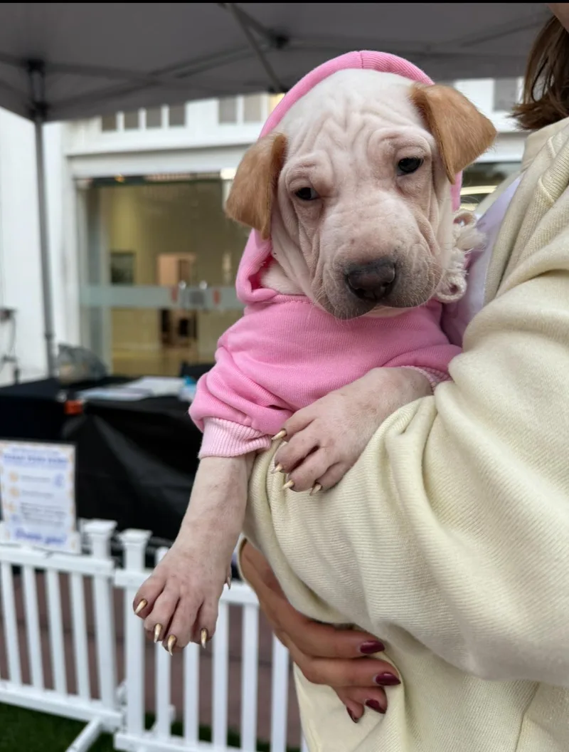 Pocahontas thumbnail 4