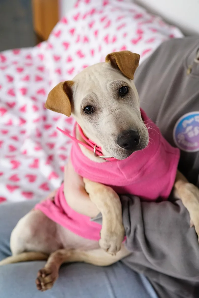 Pocahontas thumbnail 5