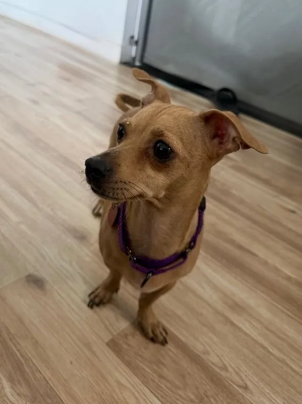 Mama Brandy thumbnail 4