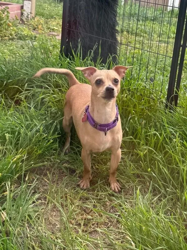 Mama Brandy thumbnail 6