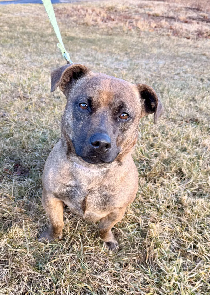 Bear & Puff thumbnail 3