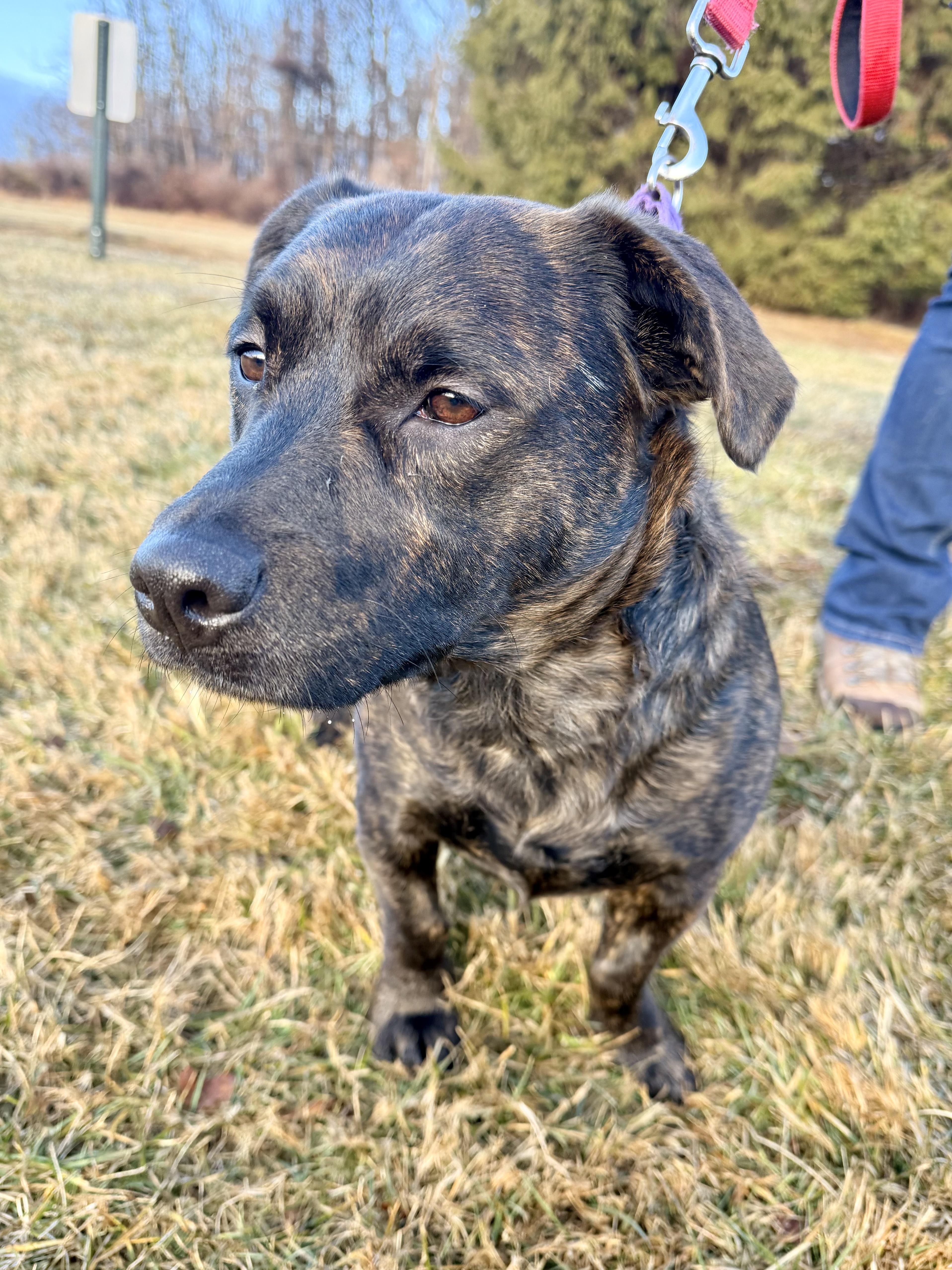 Bear & Puff thumbnail 4