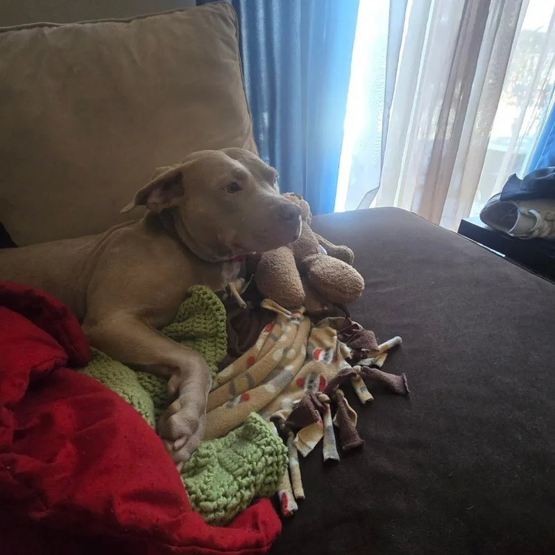 Princess Fiona thumbnail 2