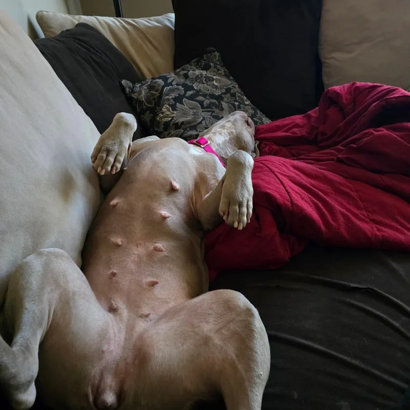 Princess Fiona thumbnail 3