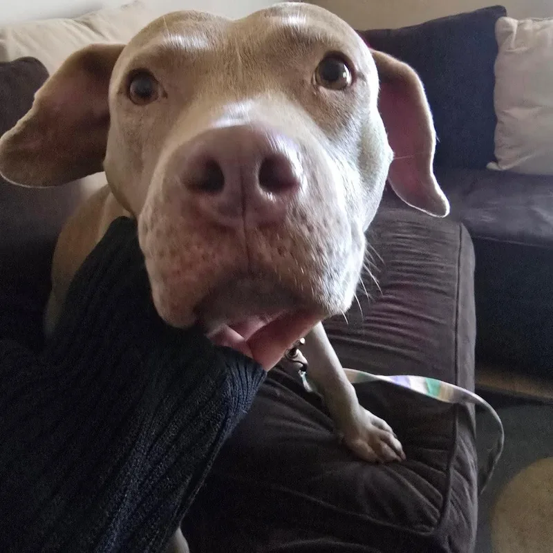 Princess Fiona thumbnail 4