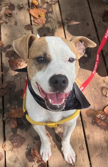 Dobby Aka The Dobster