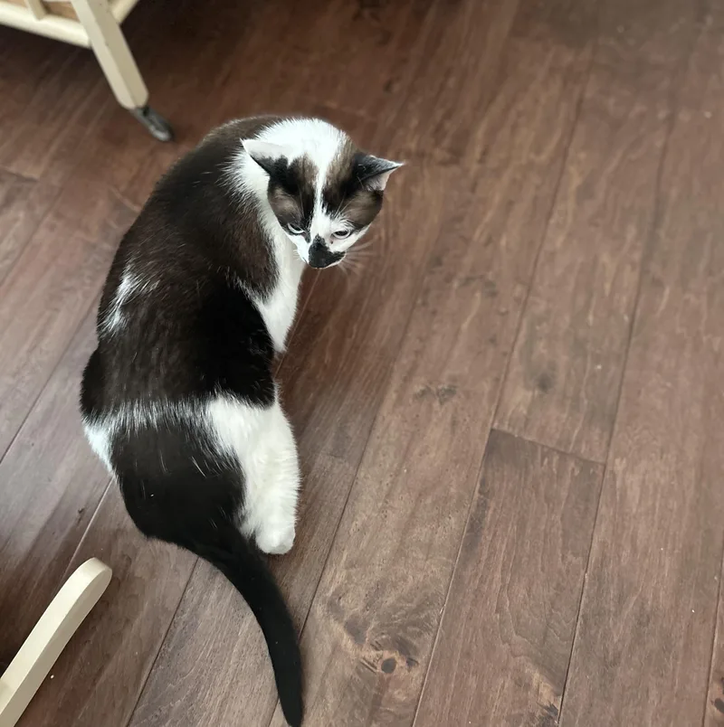 Sunny Ii thumbnail 2