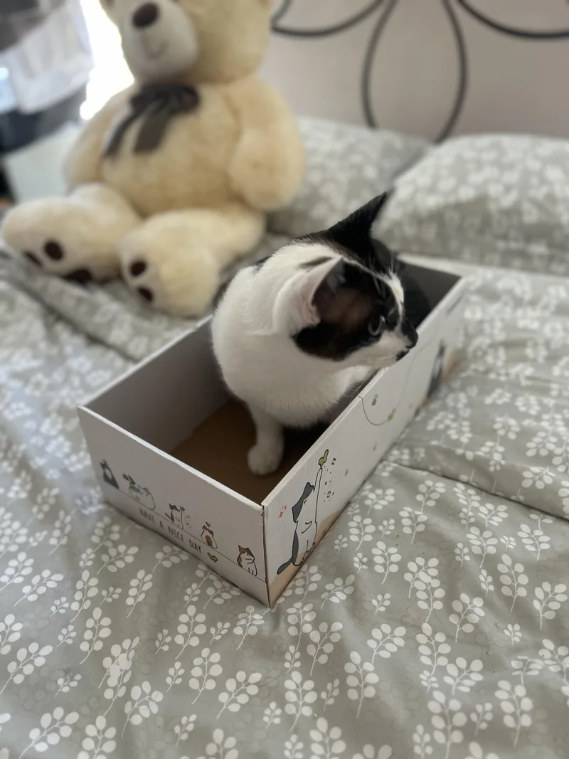 Sunny Ii thumbnail 3