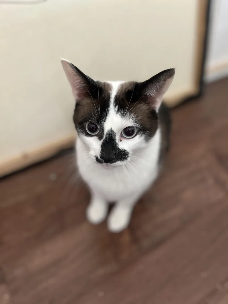 Sunny Ii thumbnail 4