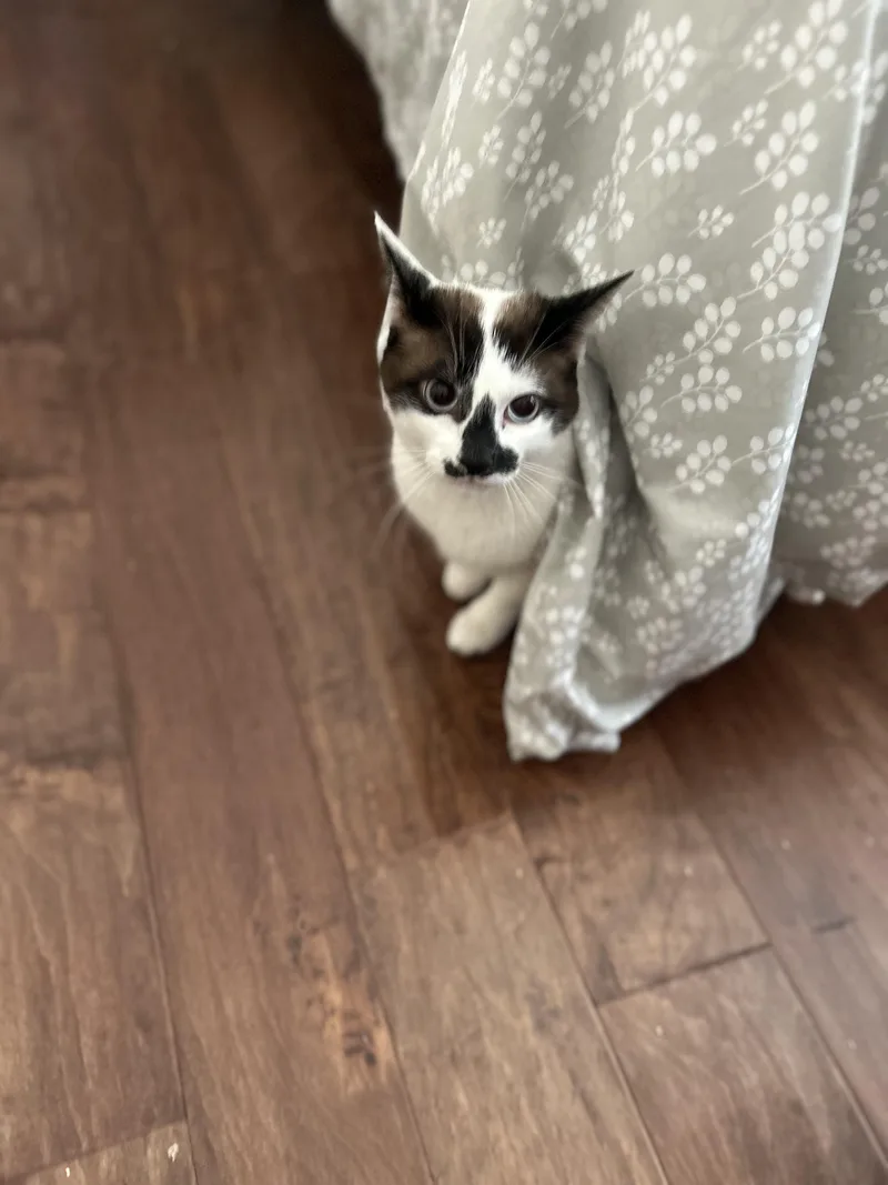 Sunny Ii thumbnail 5