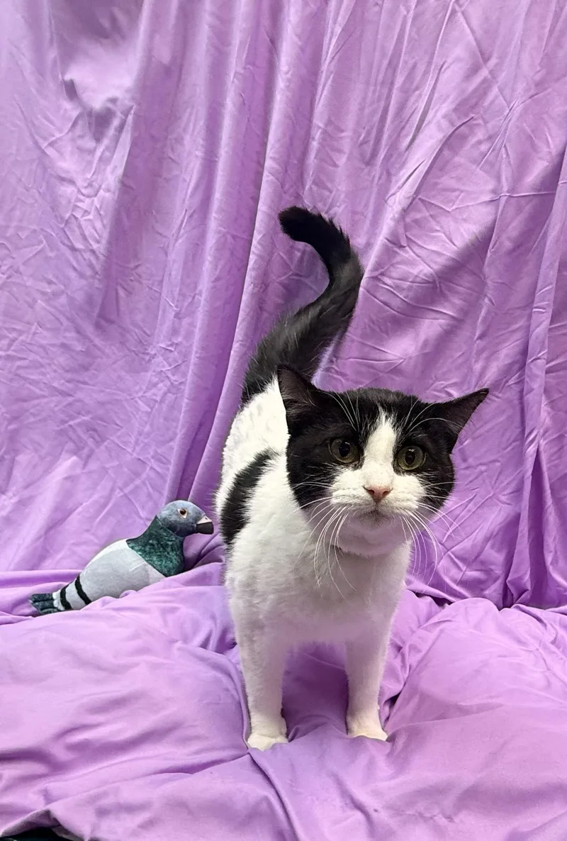 Chicken Noodle thumbnail 2