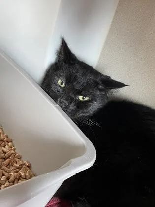 Stone Cold Steve Pawstin