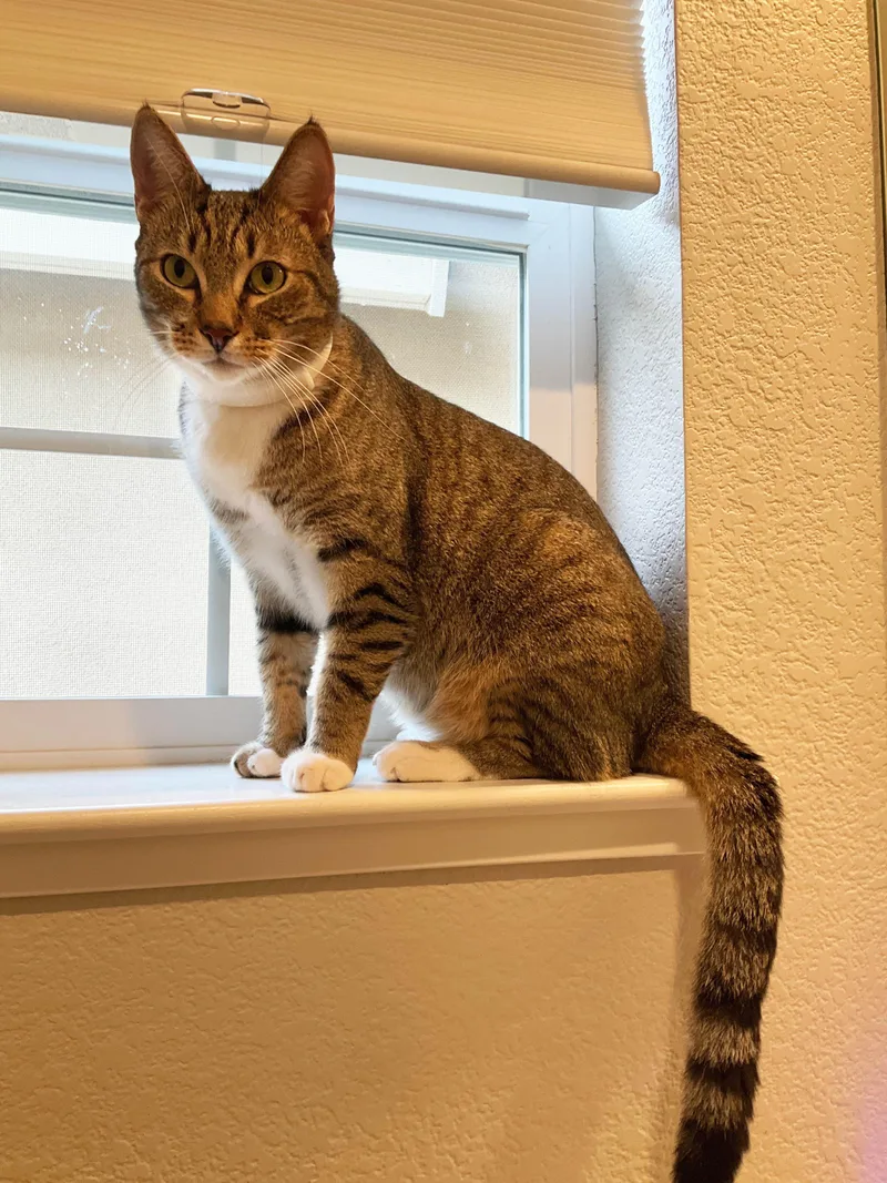 Sabrina Indoor Only thumbnail 2