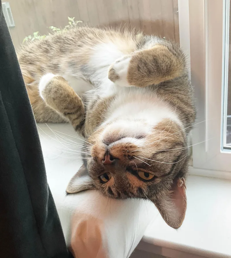 Sabrina Indoor Only thumbnail 3