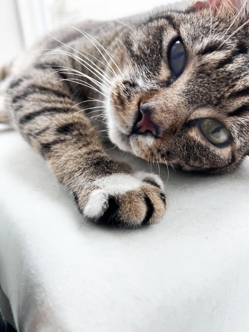 Sabrina Indoor Only thumbnail 4