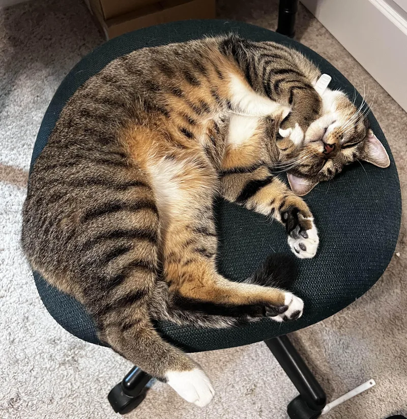 Sabrina Indoor Only thumbnail 5