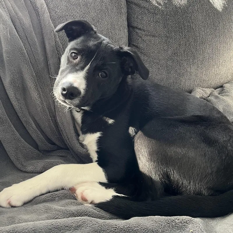 Prance D thumbnail 4