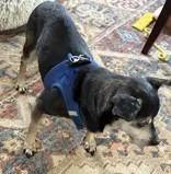 Speedy Gonzales thumbnail 2