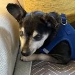 Speedy Gonzales thumbnail 3