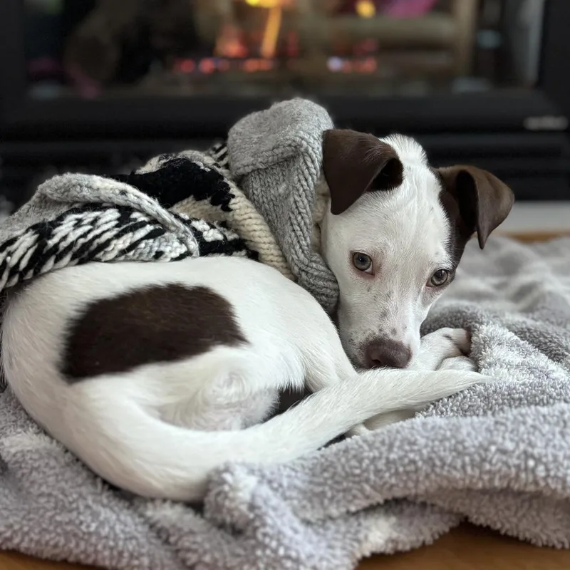 Sugar Socks D thumbnail 5