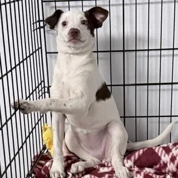 Sugar Socks D thumbnail 6