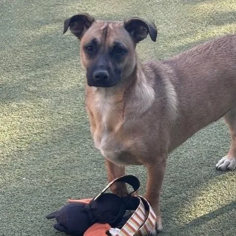 Chiquita thumbnail 4