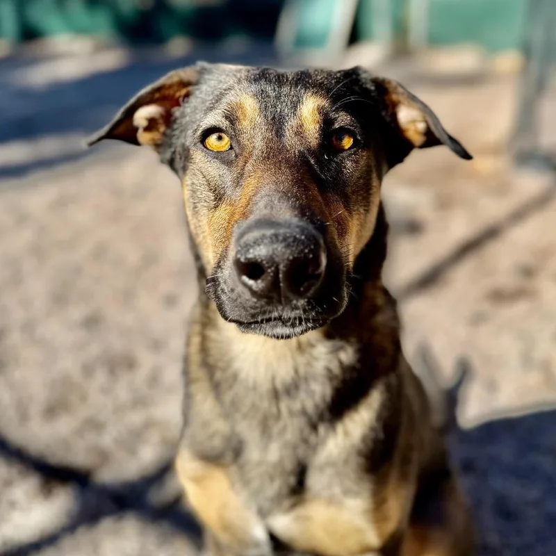 Magnolia thumbnail 2