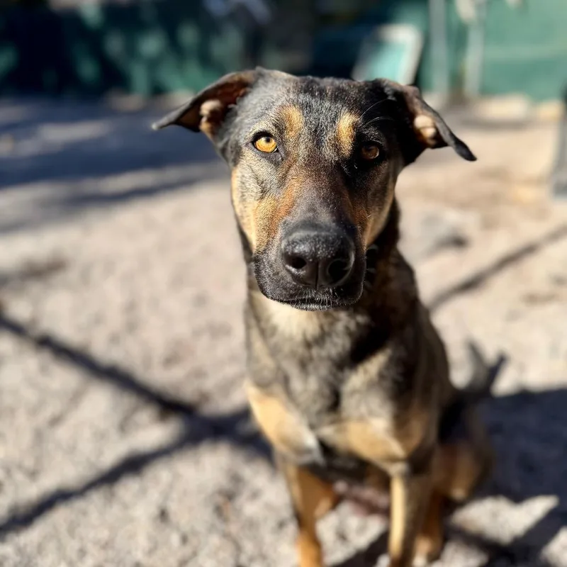 Magnolia thumbnail 3