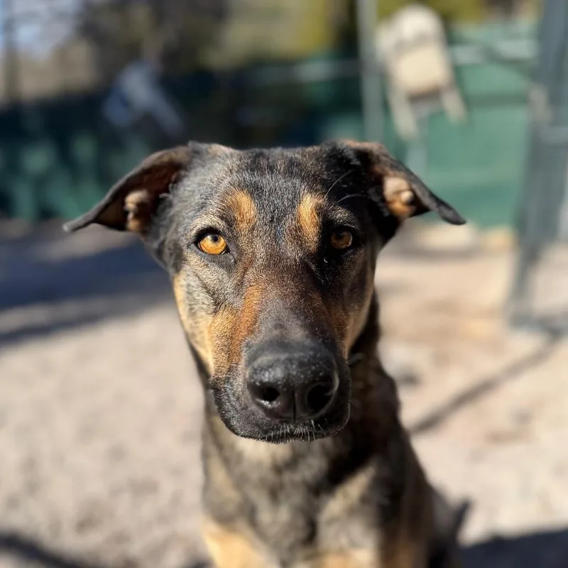 Magnolia thumbnail 4