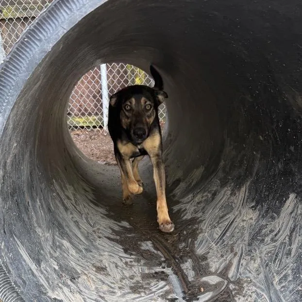 Magnolia thumbnail 5