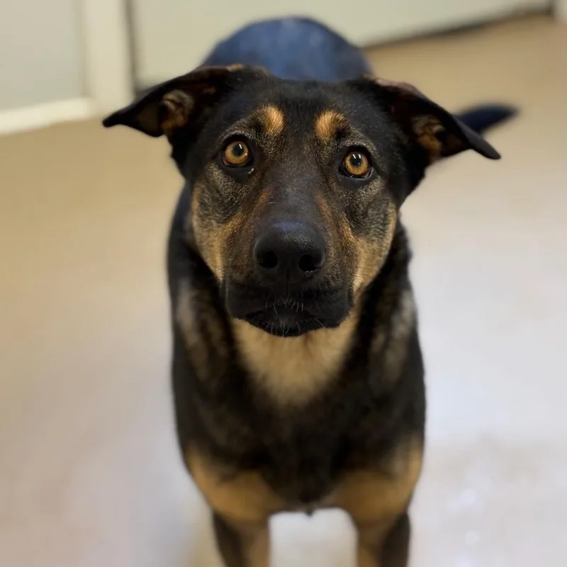 Magnolia thumbnail 6