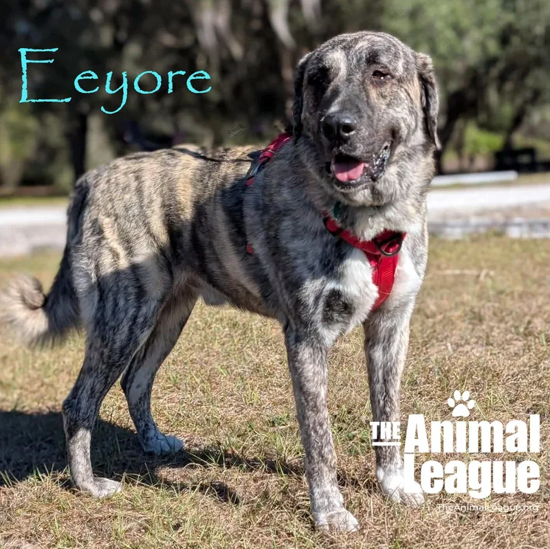 Eeyore thumbnail 5