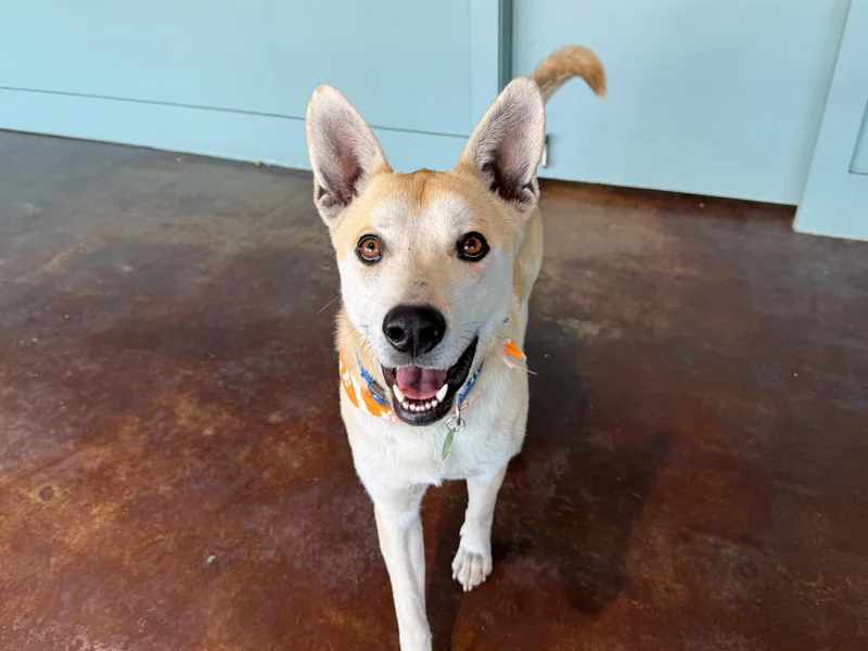 Valentino thumbnail 2