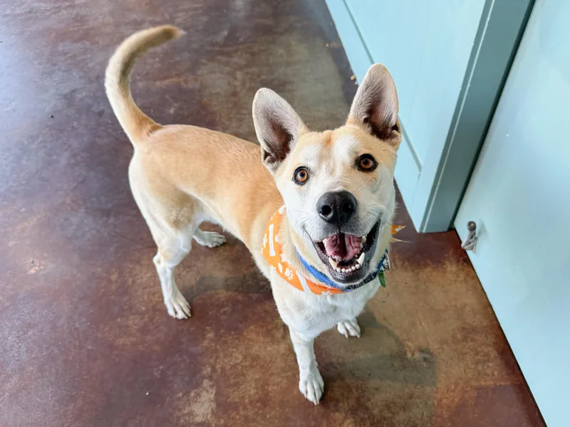 Valentino thumbnail 3