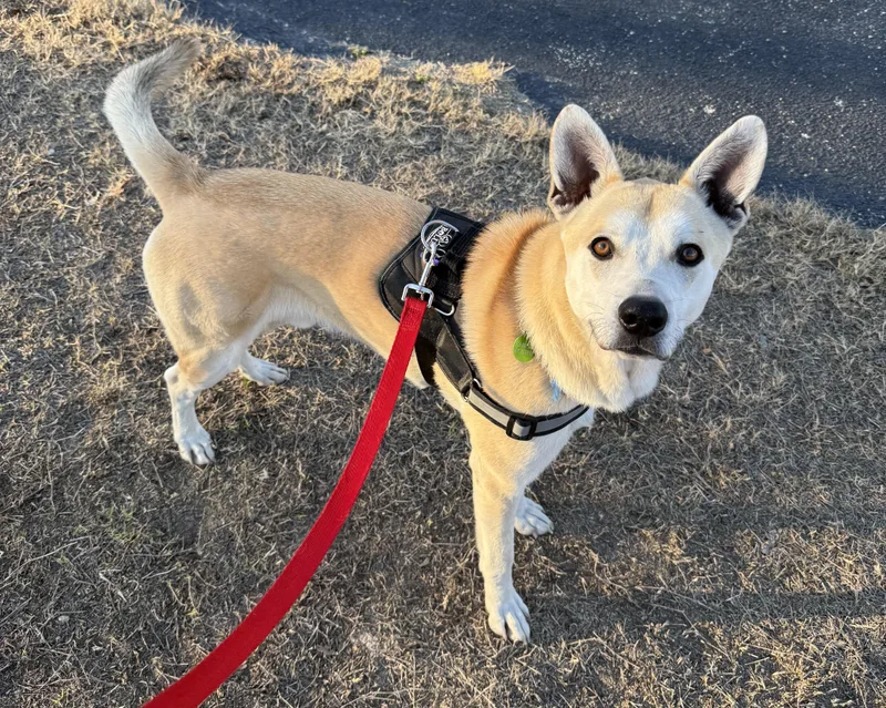 Valentino thumbnail 4