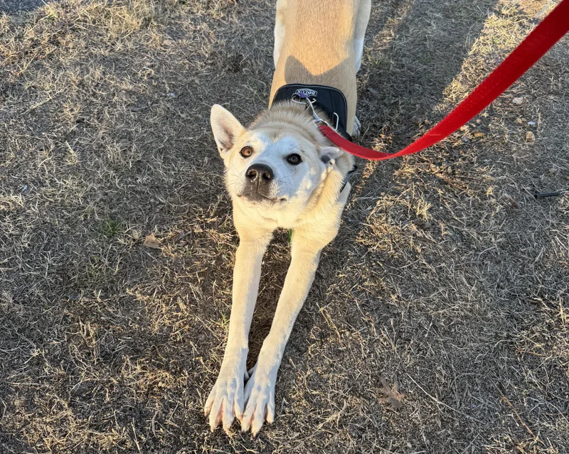 Valentino thumbnail 5