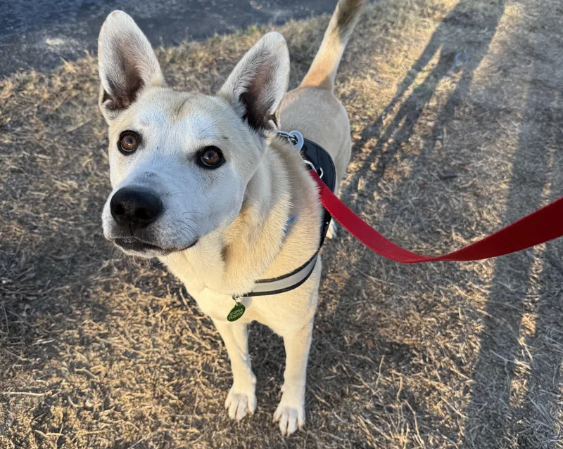 Valentino thumbnail 6