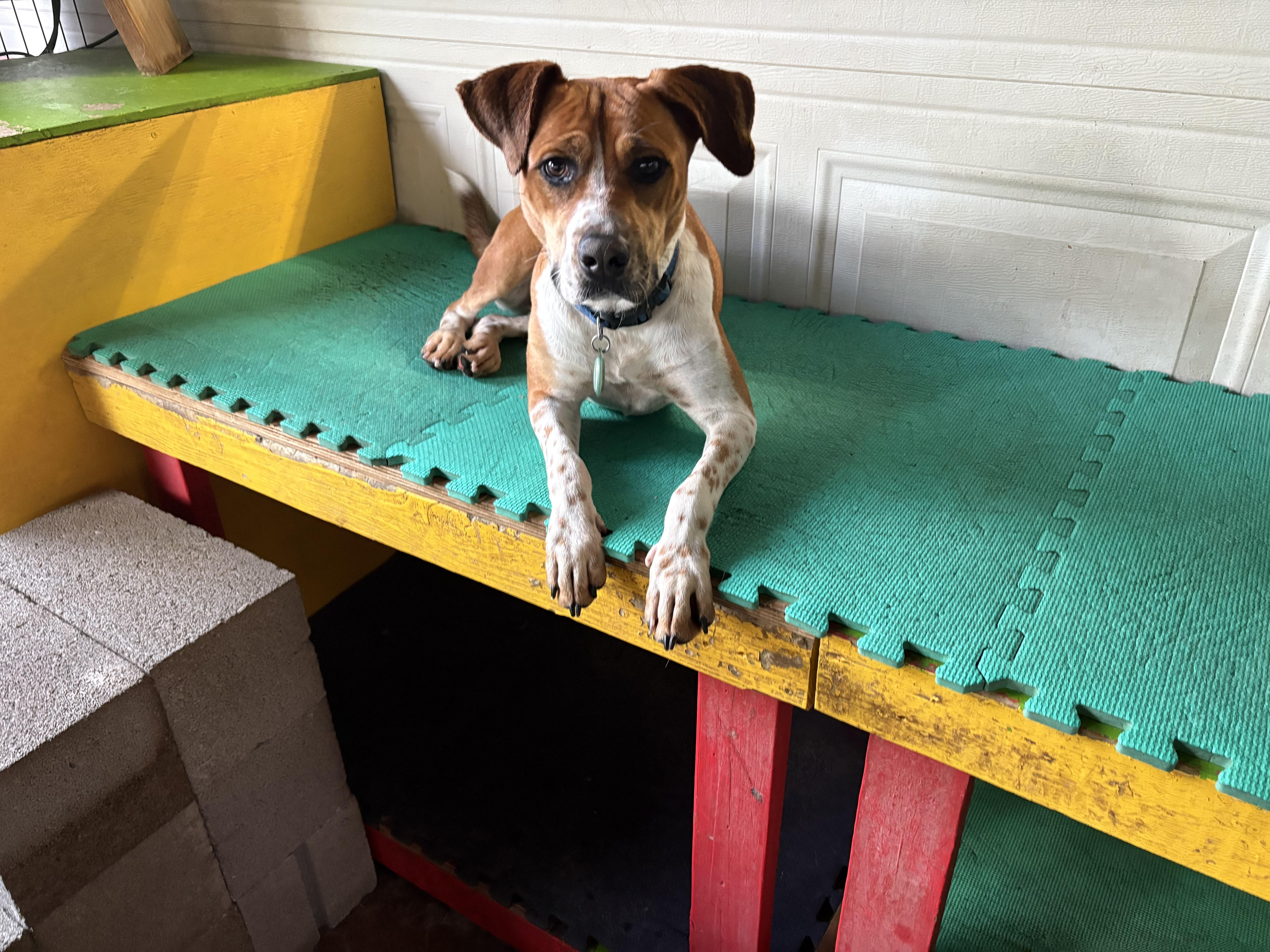 A young medium-sized female Australian Cattle Dog / Blue Heeler dog named Aria Bambi J for adoption in Dallas, TX