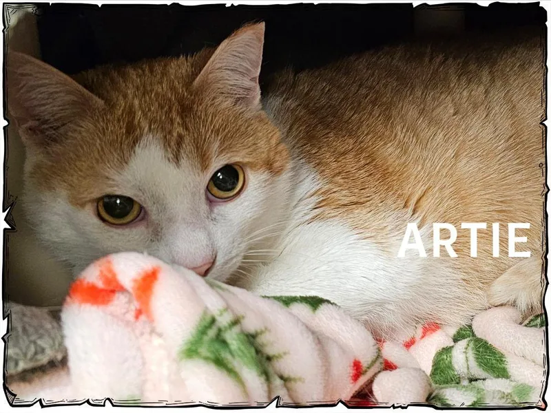 An adult large-sized male Orange & White Domestic Short Hair cat named Artie for adoption in Whiting, IN