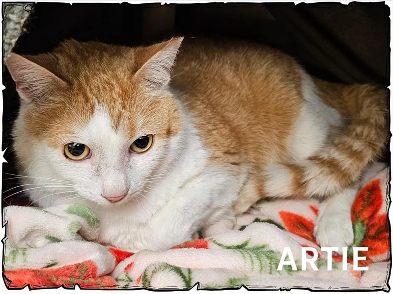 Artie thumbnail 2