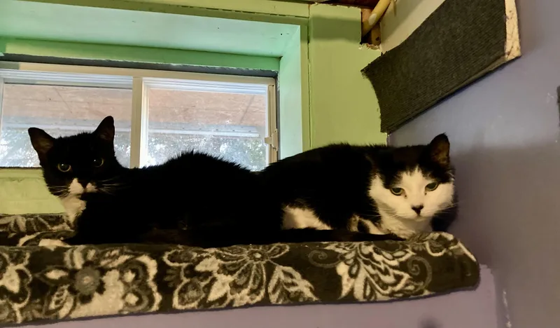 Sofie And Shiloh thumbnail 2