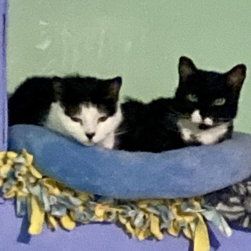 Sofie And Shiloh thumbnail 5