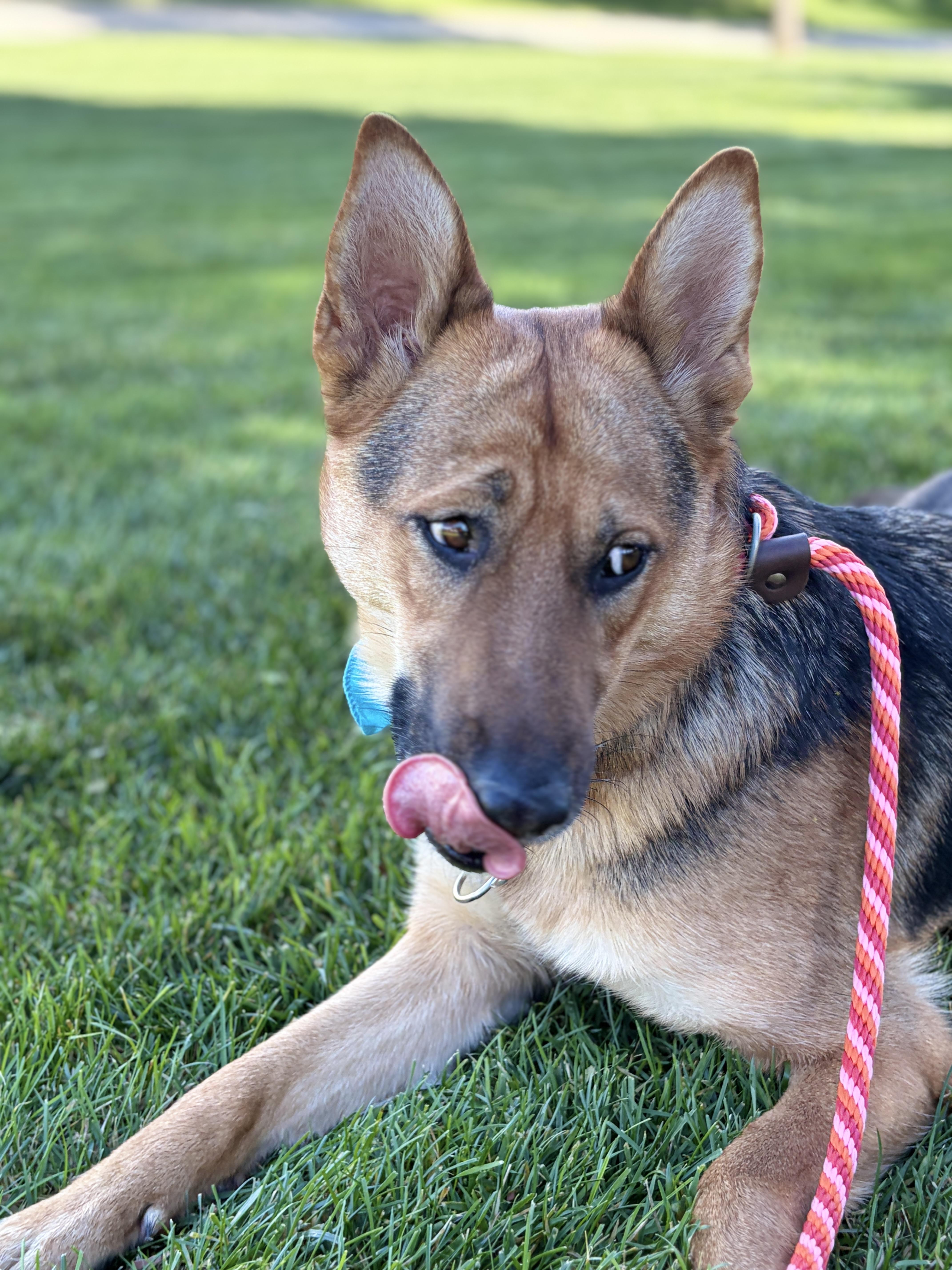 Sheba  Urgent thumbnail 2